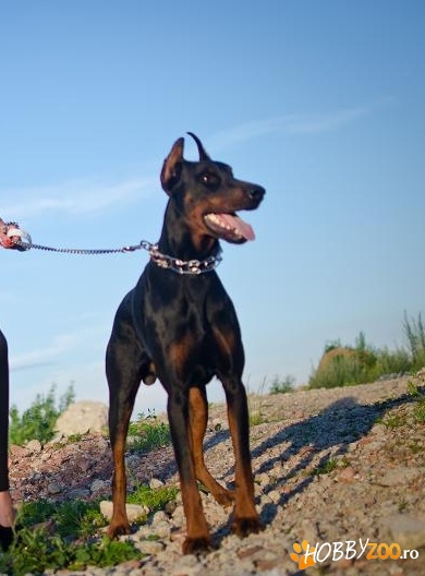  ofer doberman pt monta