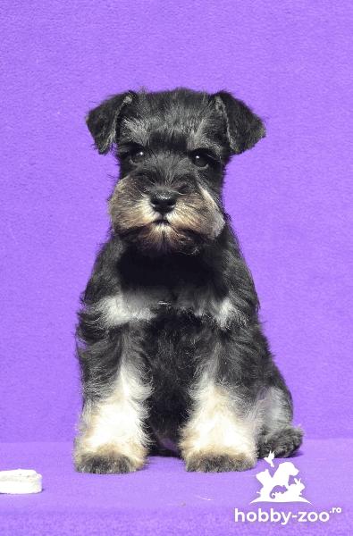 Schnauzer pitic de calitate