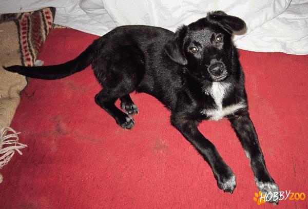 PIERDUT CATELUSA, OFER RECOMPENSA!