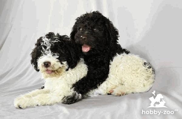Lagotto Romagnolo cățeluși