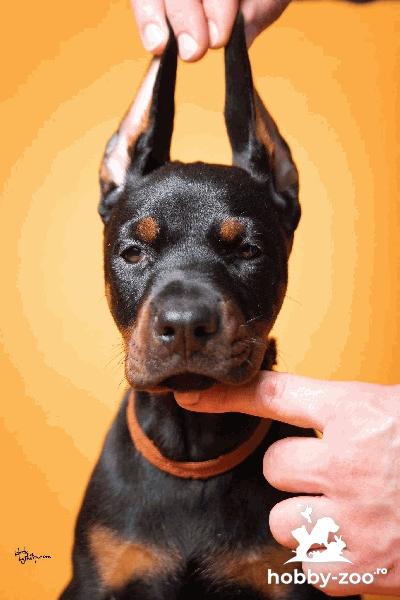 DOBERMAN Cățeluși de vanzare