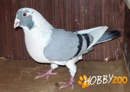 zburator de Braila ciocos