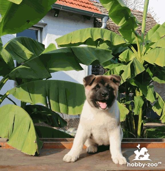 Akita american cățeluși