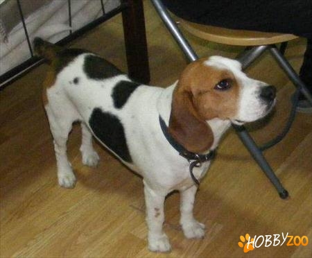 Pierdut Beagle tricolor mascul