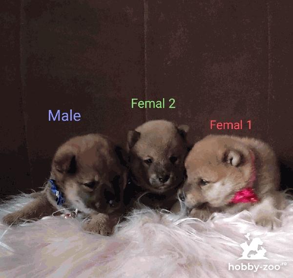 Shiba Inu catelusi de vanzare