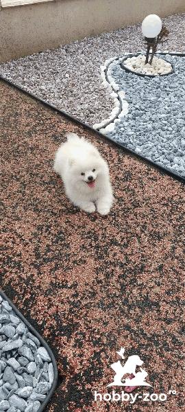 Pomeranian mini spitz