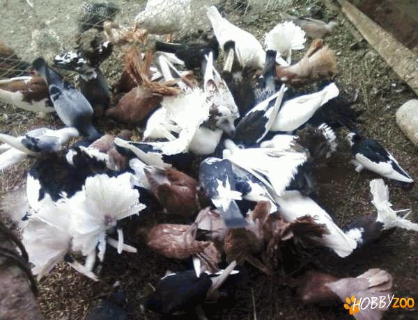 porumbei incaltati romanesti