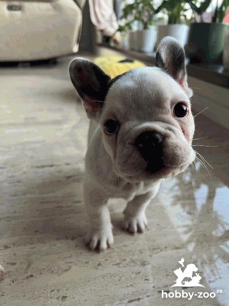 Vand pui bulldog francez