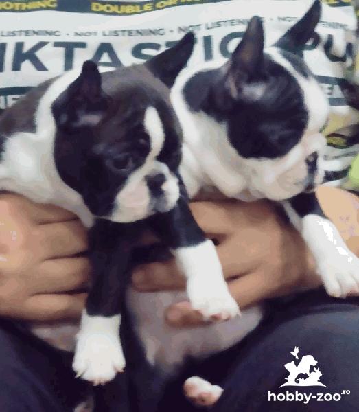 Boston Terrier cățeluși