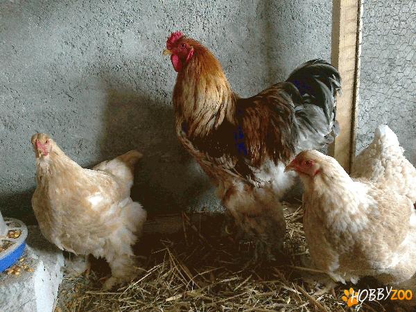 oua de incubat de gaini de rasa