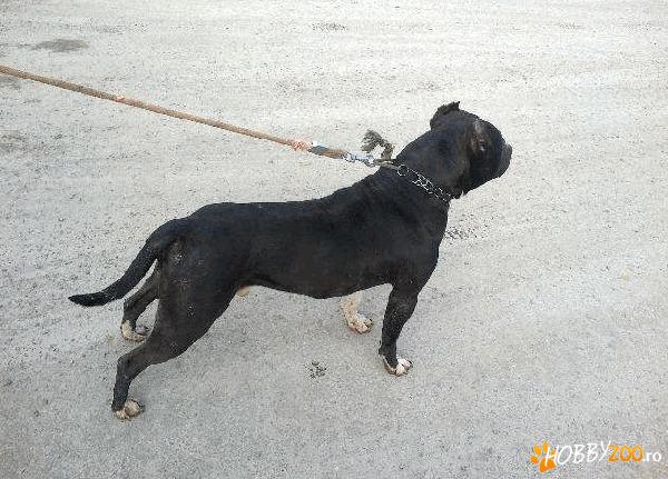 MASCULL AMSTAFF                