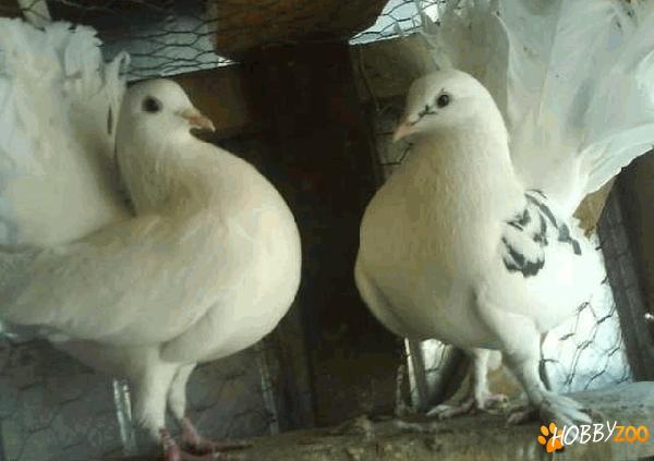 infoiati voiajori si jucatori