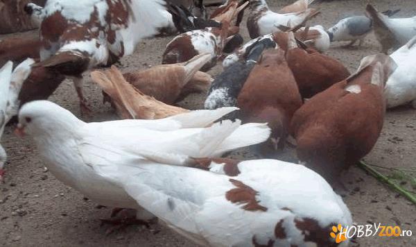 Porumbei King si Strasser rasa grea