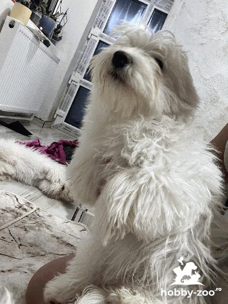 Bichon maltez        ..