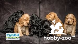 Catei Cocker Spaniel cu microcip si carnet de sanatate