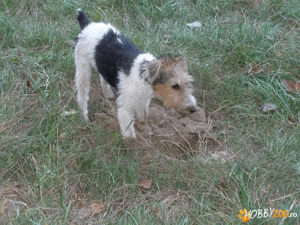 PIERDUT FOX TERRIER suceava
