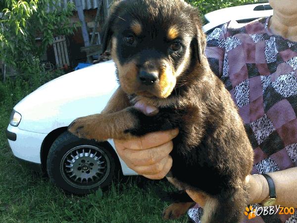 Vand urgent pui rottweiler !!!