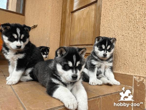 Vand pui husky siberian