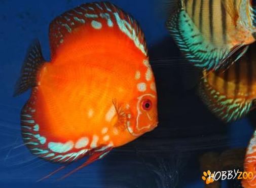pesti exotici de acvariu