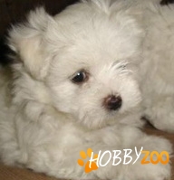 bichon maltese talie mica