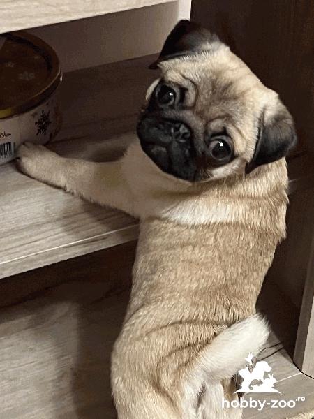Mops catelusi de vanzare