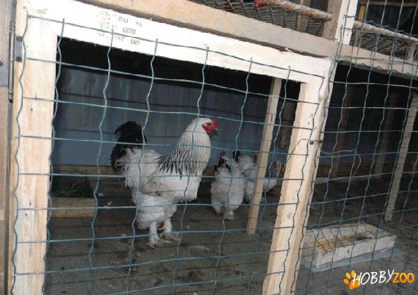 gaini brahma ,si cocosi wyandotte de vanzare