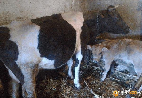 VACA BALTATA ROMANEASCA