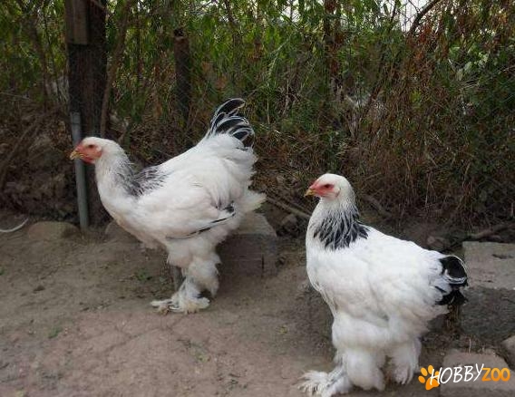 Brahma herminat cocos