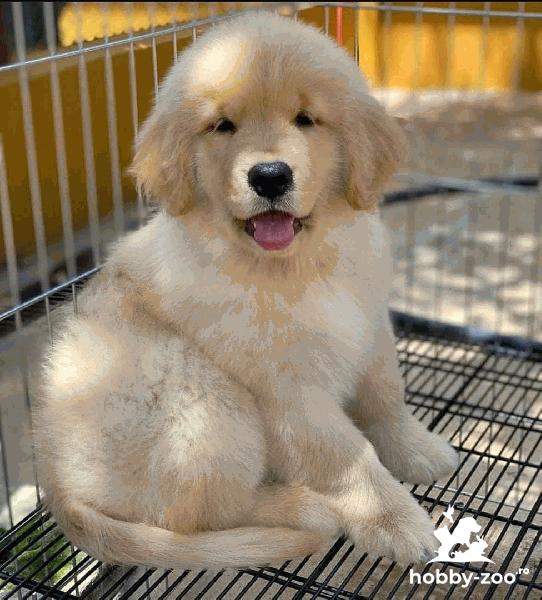 Cățeluși de golden retriever 