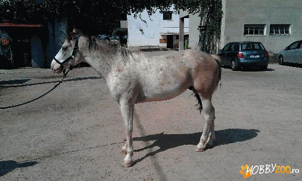 Cal Appalossa Castrat 