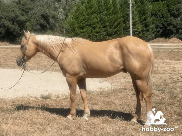 Quarter Horse for sale