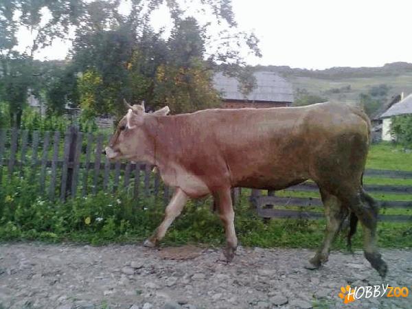 vaca bruna de maramures