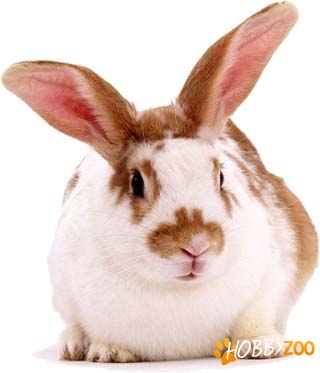 Iepurele ca animal de casa