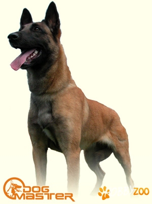 Dresaj Canin Profesional Dogmaster