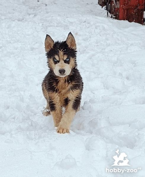 Husky Siberian rasa pura