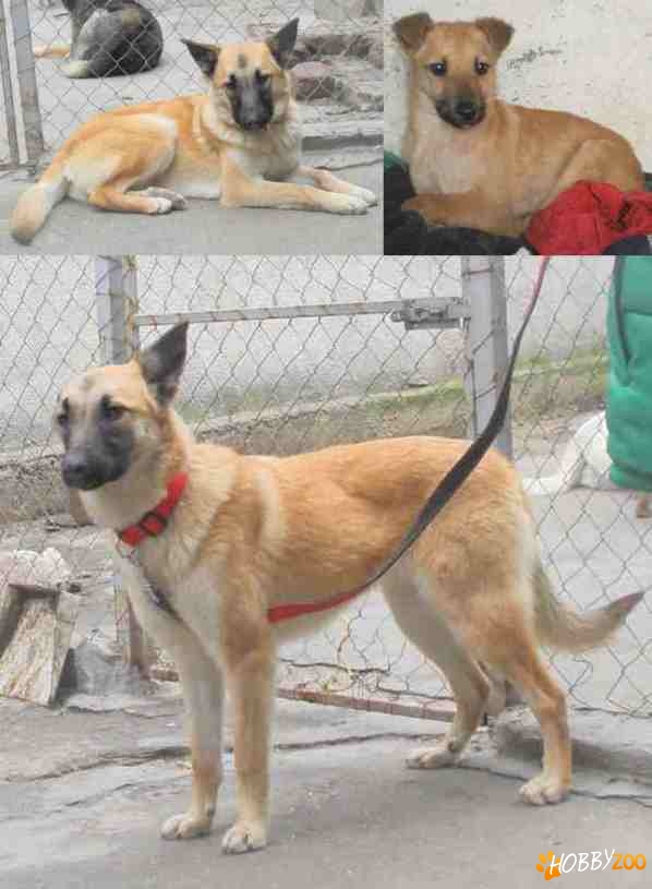 Pui METIS CIOBANESC MALINOIS adoptie