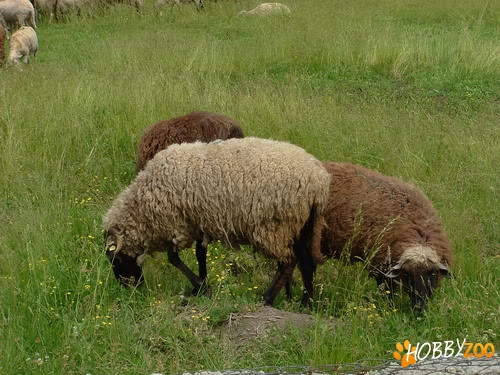 Oi Turcane de Hateg spre vanzare