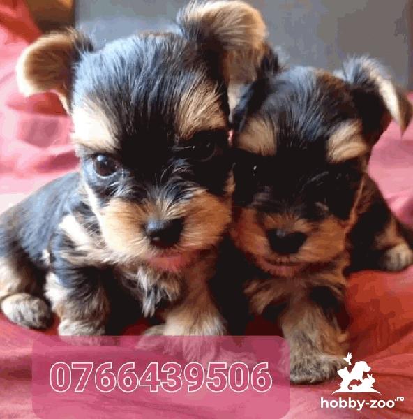 Pui Yorkshire Terrier toy rasă pură din părinți cu pedigree 