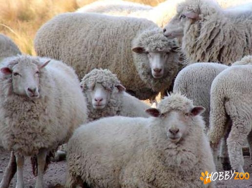 Oi si miei merinos german