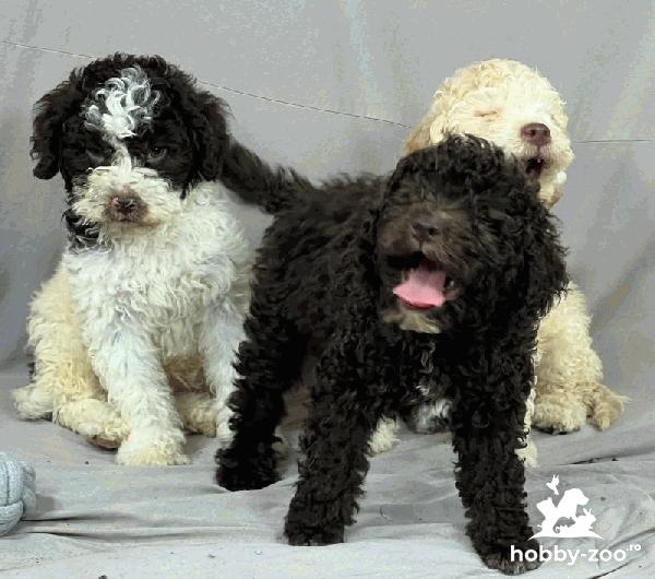 Lagotto Romagnolo cățeluși FRUMOȘI