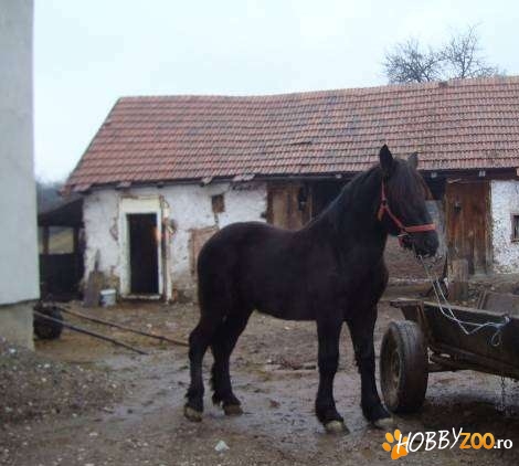 vand manz rasa perseron
