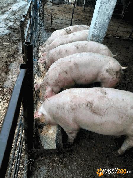 Porci in viu sau taiat