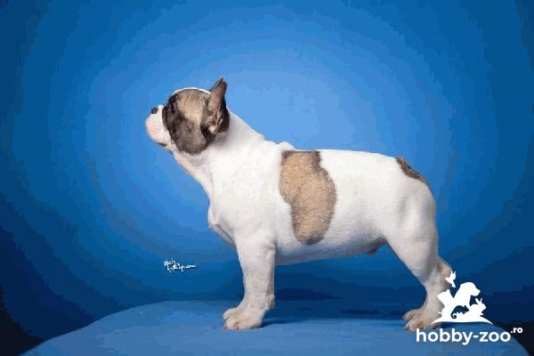 Bulldog Francez – Cățeluși frumoși