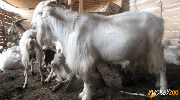 Vand tap metis Boer deosebit