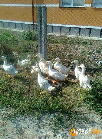puiet rate albe de Pekin