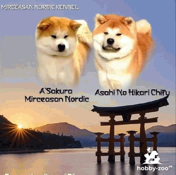 Akita Inu, canisă, pedigree A 