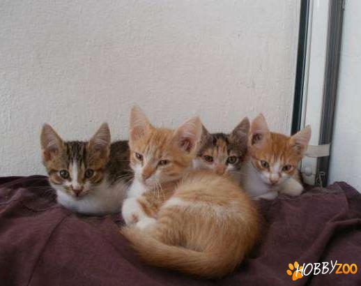 Pisici galbene spre adoptie