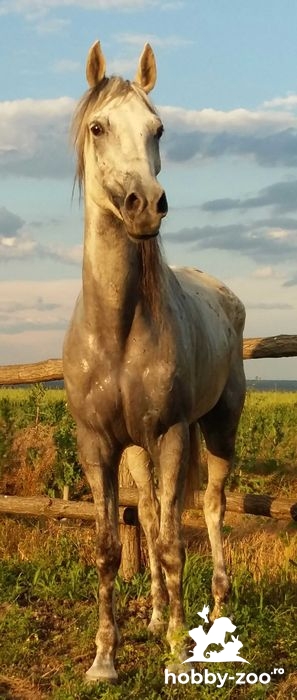Iapă Pur-sânge arab linia Cigay