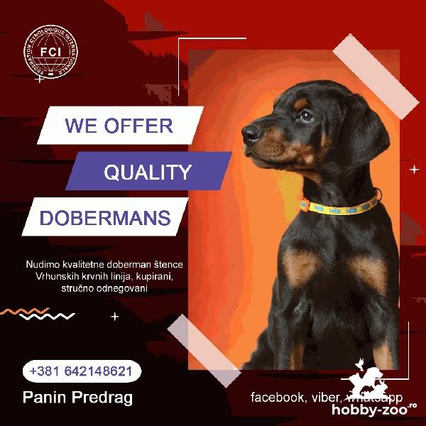 DOBERMAN Cățeluși de vanzare