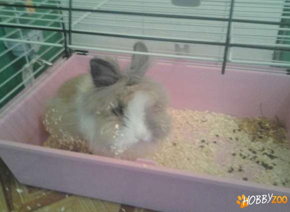 Iepure angora cu tot cu cusca